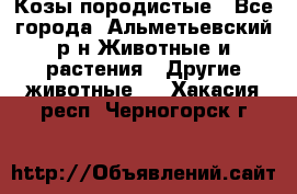 Козы породистые - Все города, Альметьевский р-н Животные и растения » Другие животные   . Хакасия респ.,Черногорск г.